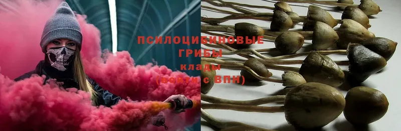 Псилоцибиновые грибы Psilocybe  omg ТОР  Ветлуга  купить закладку 